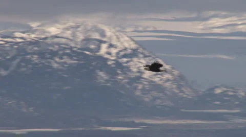 Soaring Eagle Overlook #2 of 8 Stock Footage 2174668