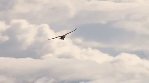 Soaring Eagle Overlook #3 of 8 스톡 동영상 2175735