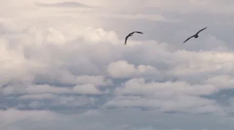 Soaring Eagle Overlook #5 of 8 Stock Footage 2179934