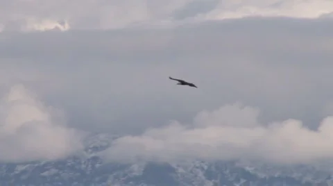 Soaring Eagle Overlook #6 of 8 Stock Footage 2180621