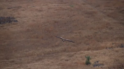 Soaring Eagle Overlook mountains Stock Footage 77649203