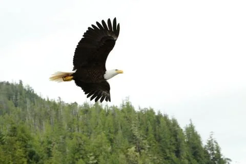 Soaring Eagle Stock Photos
