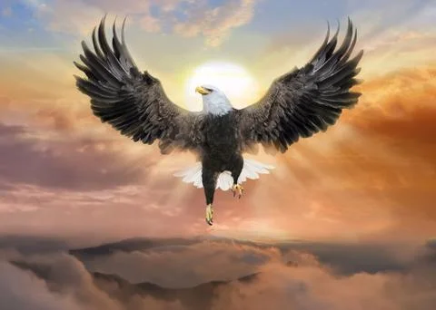 Soaring Eagle Stock Photos
