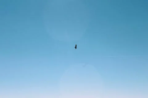 Soaring Eagle Stock Photos