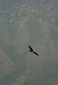 A soaring eagle with wings outstretched and a mountain in the background. Stock Photos