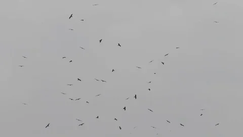Soaring eagles Stock Footage 78043549