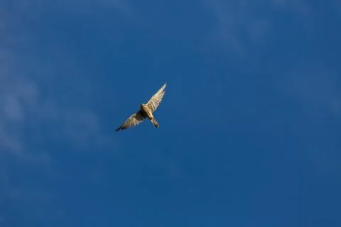 Soaring falcon in blue sky Stock Photos
