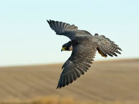 Soaring Falcon Stock Photos
