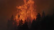 Soaring Flames And Smoke Above Burning Trees Stock Footage