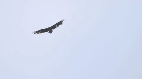 The soaring flight of a white-tailed eagle, 4K very slomo Video stock 176289035