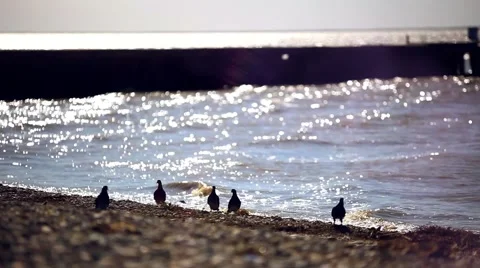Soaring flock of seagulls fly above the pebble beach and waves Stock Footage 51828039