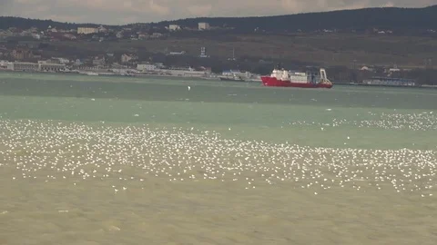 Soaring flock of seagulls. a Video stock 71619172