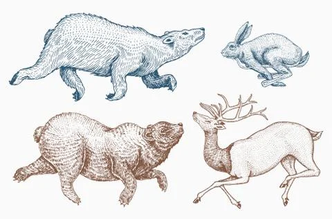 Soaring Hare Rabbit northern brown Bear Deer. Set of Wild forest animal jumping 스톡 일러스트