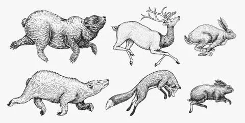 Soaring Hare Rabbit northern brown Bear Deer. Set of Wild forest animal jumping 스톡 일러스트