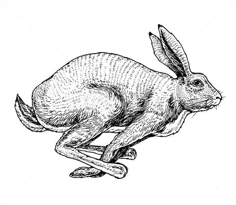 Soaring hare Wild forest animal jumping up. Gray rabbit. Vintage style. Engraved Stock Illustration