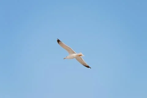 Soaring herring gull Stock Photos