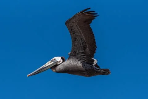 Soaring high in the deep blue sky. Stock Photos