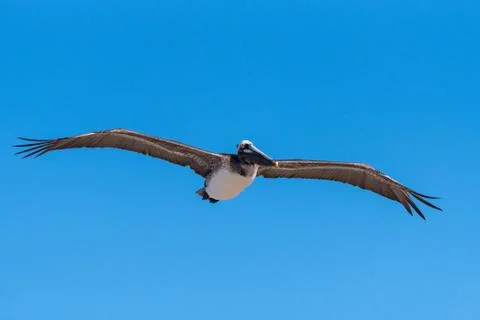 Soaring high in the deep blue sky. Stock Photos