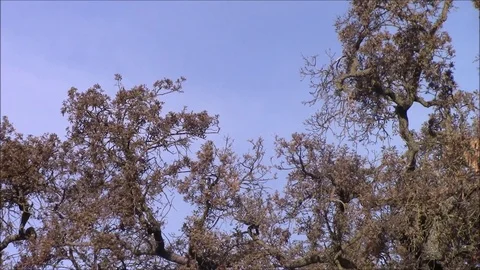 Soaring high Stock Footage 87148328