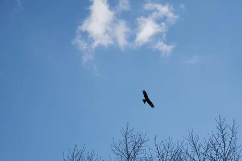 The soaring kite, a cloud and trees. Stock Photos
