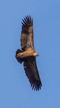 Soaring Majesty Stock Photos