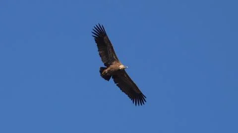 Soaring Majesty Stock Photos