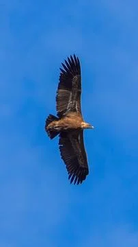 Soaring Majesty Stock Photos