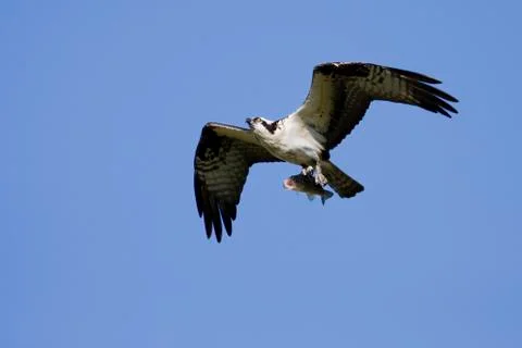 Soaring osprey carrying a fish in it's talons Stock Photos
