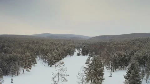 Soaring over the forest stretching to the horizon, mountains in the distance Stock Footage 228826342