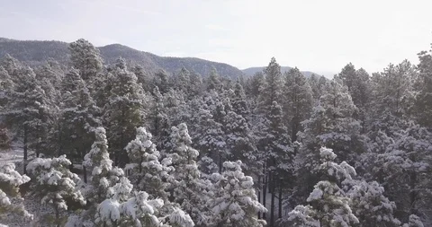 Soaring over heavy snow covered ponderosa pines and mountains Stock Footage 101900645