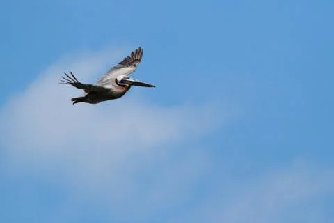 Soaring Pelican Stock Photos