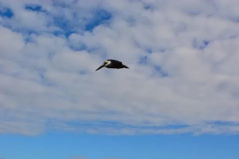 The Soaring Pelican Stock Photos