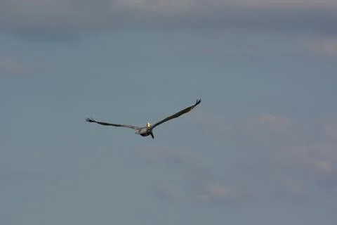 A soaring pelican Stock Photos