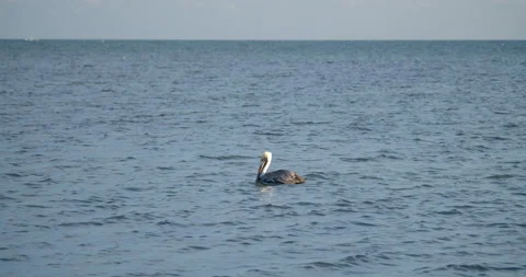 Soaring Pelicans Flying in Tropical Blue Green Water Gimbal Shot 库存影片 146475813