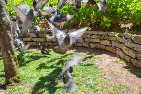 Soaring pigeons Stock Photos