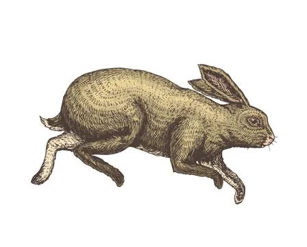 Soaring rabbit or bunny. Wild forest animal jumping up. Gray hare. Vintage style 스톡 일러스트