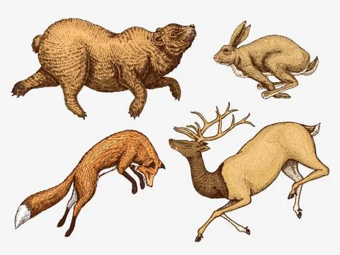 Soaring red Fox Hare Rabbit northern brown Bear Deer. Set of Wild forest animal 스톡 일러스트