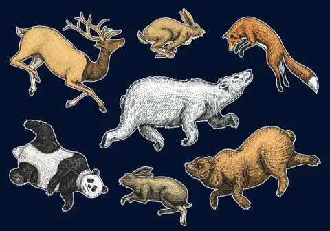 Soaring red Fox Hare Rabbit northern brown Bear Deer. Set of Wild forest animal 스톡 일러스트