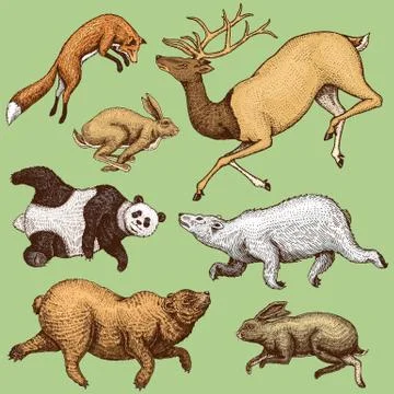 Soaring red Fox Hare Rabbit northern brown Bear Deer. Set of Wild forest animal 스톡 일러스트