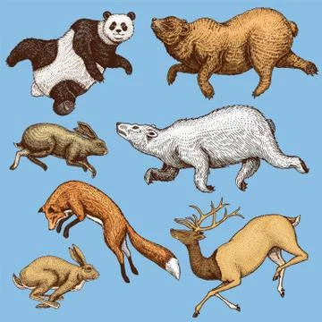 Soaring red Fox Hare Rabbit northern brown Bear Deer. Set of Wild forest animal 스톡 일러스트