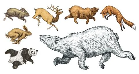 Soaring red Fox Hare Rabbit northern brown Bear Deer. Set of Wild forest animal 스톡 일러스트