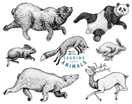 Soaring red Fox Hare Rabbit northern brown Bear Deer. Set of Wild forest animal 스톡 일러스트