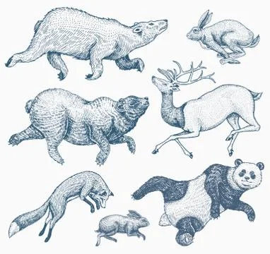 Soaring red Fox Hare Rabbit northern brown Bear Deer. Set of Wild forest animal 스톡 일러스트