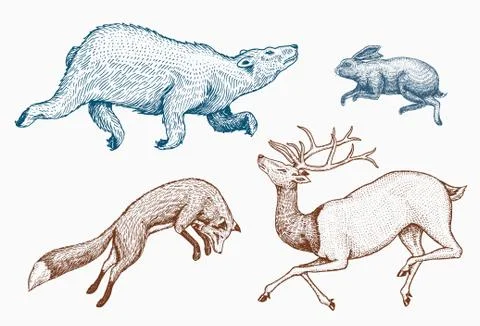 Soaring red Fox Hare Rabbit northern brown Bear Deer. Set of Wild forest animal Stock Illustration