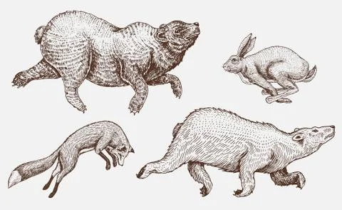 Soaring red Fox Hare Rabbit northern brown Bear. Set of Wild forest animal 스톡 일러스트