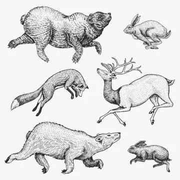 Soaring red Fox Hare Rabbit northern brown Bear Deer. Set of Wild forest animal Stock Illustration