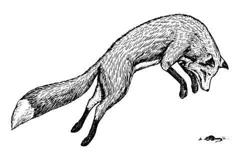 Soaring red fox. Wild forest animal jumping up. Food search concept. Vintage 스톡 일러스트