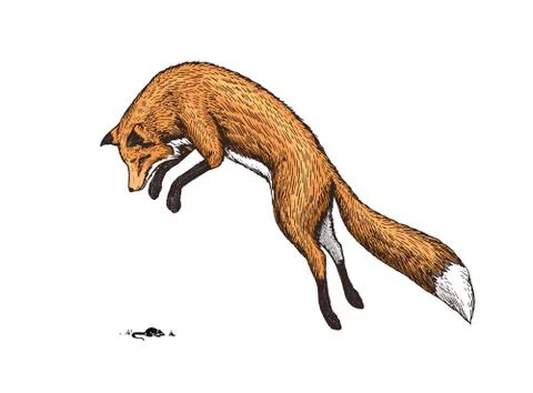 Soaring red fox. Wild forest animal jumping up. Food search concept. Vintage 스톡 일러스트