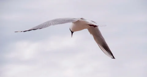 Soaring Sea Bird 4K Stock Footage 67472029