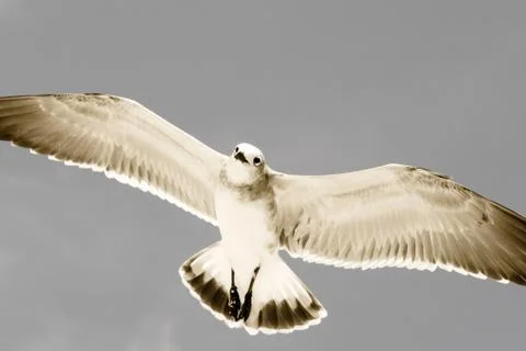 Soaring seagul Stock Photos